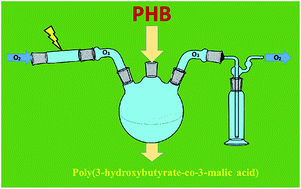 Graphical abstract: Oxidative degradation of poly(3-hydroxybutyrate). A new method of synthesis for the malic acid copolymers