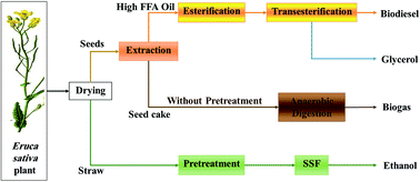 Graphical abstract: Biorefining of Eruca sativa plant for efficient biofuel production