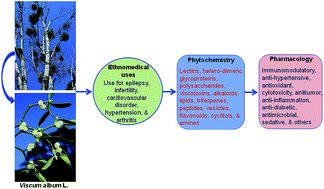 Graphical abstract: European Viscum album: a potent phytotherapeutic agent with multifarious phytochemicals, pharmacological properties and clinical evidence