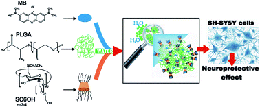 Graphical abstract: Nanospheres based on PLGA/amphiphilic cyclodextrin assemblies as potential enhancers of Methylene Blue neuroprotective effect