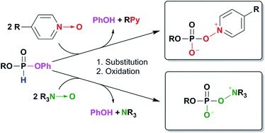 Graphical abstract: Oxyonium phosphobetaines – unusually stable nucleophilic catalyst–phosphate complexes formed from H-phosphonates and N-oxides