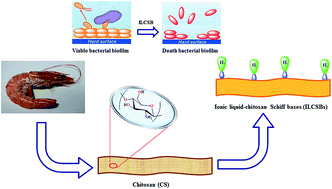 Graphical abstract: Surface functionalization of chitosan isolated from shrimp shells, using salicylaldehyde ionic liquids in exploration for novel economic and ecofriendly antibiofoulants