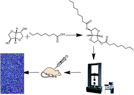 Graphical abstract: Synthesis of biosafe isosorbide dicaprylate ester plasticizer by lipase in a solvent-free system and its sub-chronic toxicity in mice