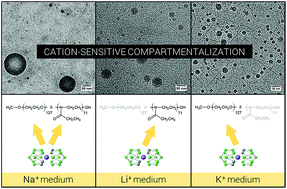 Graphical abstract: Cation-sensitive compartmentalization in metallacarborane containing polymer nanoparticles