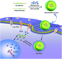 Graphical abstract: PCL–F68–PCL/PLGA–PEG–PLGA mixed micelles mediated delivery of mitoxantrone for reversing multidrug resistant in breast cancer