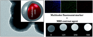 Graphical abstract: Multicolor nanoprobes based on silica-coated gadolinium oxide nanoparticles with highly reduced toxicity