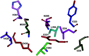 Graphical abstract: Role of the non-conserved amino acid asparagine 285 in the glycone-binding pocket of Neosartorya fischeri β-glucosidase