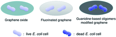 Graphical abstract: Antibacterial activities and mechanisms of fluorinated graphene and guanidine-modified graphene