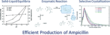 Graphical abstract: Reactive crystallization of β-lactam antibiotics: strategies to enhance productivity and purity of ampicillin