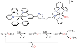 Graphical abstract: Successive light-induced two electron transfers in a Ru–Fe supramolecular assembly: from Ru–Fe(ii)–OH2 to Ru–Fe(iv)–oxo