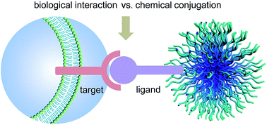 Graphical abstract: Bioorthogonal oxime ligation mediated in vivo cancer targeting