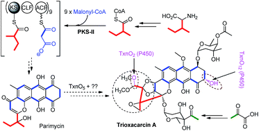 Graphical abstract: Biosynthesis of trioxacarcin revealing a different starter unit and complex tailoring steps for type II polyketide synthase