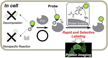 Graphical abstract: Ligand-directed dibromophenyl benzoate chemistry for rapid and selective acylation of intracellular natural proteins
