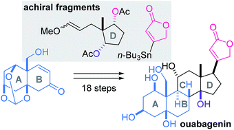 Graphical abstract: A convergent total synthesis of ouabagenin