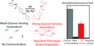Graphical abstract: Controlling the activity of quorum sensing autoinducers with light