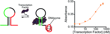 Graphical abstract: A general approach to the design of allosteric, transcription factor-regulated DNAzymes