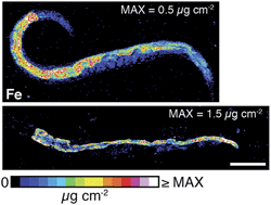 Graphical abstract: Direct in vivo imaging of ferrous iron dyshomeostasis in ageing Caenorhabditis elegans