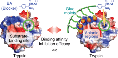 Graphical abstract: Molecular glues for manipulating enzymes: trypsin inhibition by benzamidine-conjugated molecular glues