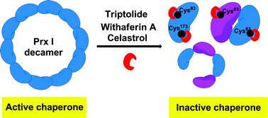 Graphical abstract: Natural products triptolide, celastrol, and withaferin A inhibit the chaperone activity of peroxiredoxin I