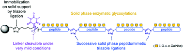 Graphical abstract: Combining triazole ligation and enzymatic glycosylation on solid phase simplifies the synthesis of very long glycoprotein analogues