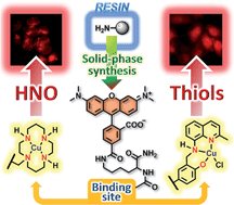 Graphical abstract: Solid-phase synthesis provides a modular, lysine-based platform for fluorescent discrimination of nitroxyl and biological thiols