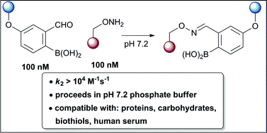 Graphical abstract: Boronic acids facilitate rapid oxime condensations at neutral pH