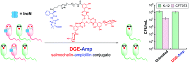 Graphical abstract: Targeting virulence: salmochelin modification tunes the antibacterial activity spectrum of β-lactams for pathogen-selective killing of Escherichia coli
