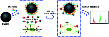 Graphical abstract: Micro-competition system for Raman quantification of multiple glycans on intact cell surface