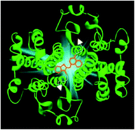 Graphical abstract: Protein recognition by bivalent, ‘turn-on’ fluorescent molecular probes