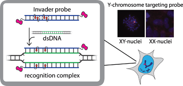 Graphical abstract: Invader probes: harnessing the energy of intercalation to facilitate recognition of chromosomal DNA for diagnostic applications