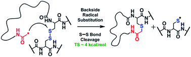 Graphical abstract: Mechanisms and energetics of free radical initiated disulfide bond cleavage in model peptides and insulin by mass spectrometry