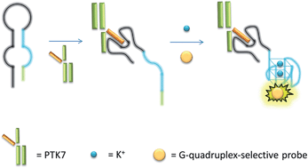Graphical abstract: Luminescence switch-on detection of protein tyrosine kinase-7 using a G-quadruplex-selective probe