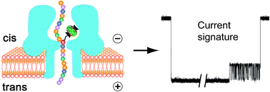 Graphical abstract: Detection of 5-methylcytosine and 5-hydroxymethylcytosine in DNA via host–guest interactions inside α-hemolysin nanopores