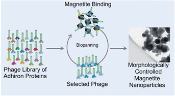 Graphical abstract: Phage display selected magnetite interacting Adhirons for shape controlled nanoparticle synthesis