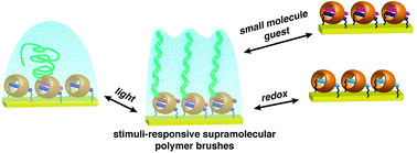 Graphical abstract: Cucurbit[8]uril directed stimuli-responsive supramolecular polymer brushes for dynamic surface engineering