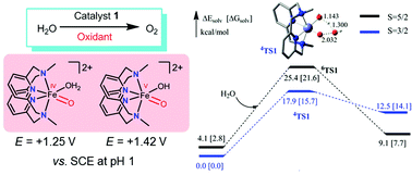 Graphical abstract: Water oxidation catalysed by iron complex of N,N′-dimethyl-2,11-diaza[3,3](2,6)pyridinophane. Spectroscopy of iron–oxo intermediates and density functional theory calculations