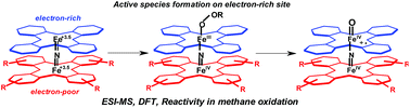 Graphical abstract: Site-selective formation of an iron(iv)–oxo species at the more electron-rich iron atom of heteroleptic μ-nitrido diiron phthalocyanines