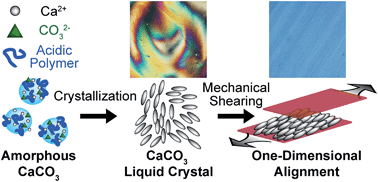 Graphical abstract: Liquid-crystalline calcium carbonate: biomimetic synthesis and alignment of nanorod calcite