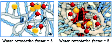 Graphical abstract: Surface water retardation around single-chain polymeric nanoparticles: critical for catalytic function?