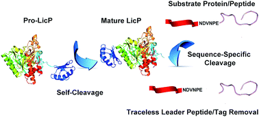 Graphical abstract: Applications of the class II lanthipeptide protease LicP for sequence-specific, traceless peptide bond cleavage
