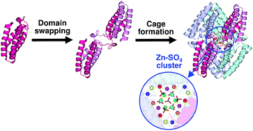 Graphical abstract: Domain-swapped cytochrome cb562 dimer and its nanocage encapsulating a Zn–SO4 cluster in the internal cavity