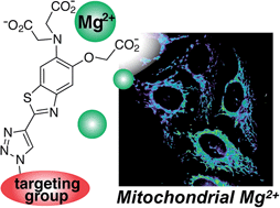 Graphical abstract: Visualizing changes in mitochondrial Mg2+ during apoptosis with organelle-targeted triazole-based ratiometric fluorescent sensors