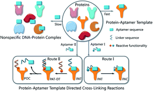 Graphical abstract: Using modified aptamers for site specific protein–aptamer conjugations