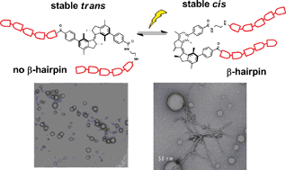 Graphical abstract: Light and heat control over secondary structure and amyloid-like fiber formation in an overcrowded-alkene-modified Trp zipper