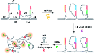 Graphical abstract: Target-fueled DNA walker for highly selective miRNA detection