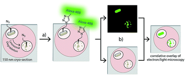 Graphical abstract: Detection of bioorthogonal groups by correlative light and electron microscopy allows imaging of degraded bacteria in phagocytes
