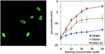 Graphical abstract: Tuning cell surface charge in E. coli with conjugated oligoelectrolytes