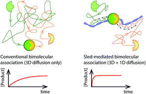 Graphical abstract: Speeding up biomolecular interactions by molecular sledding