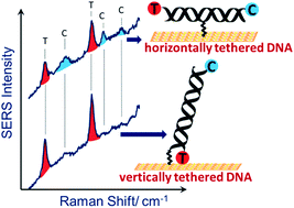 Graphical abstract: Specifically horizontally tethered DNA probes on Au surfaces allow labelled and label-free DNA detection using SERS and electrochemically driven melting