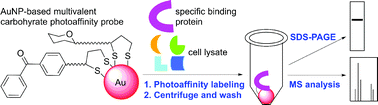 Graphical abstract: Gold nanoparticle-based multivalent carbohydrate probes: selective photoaffinity labeling of carbohydrate-binding proteins